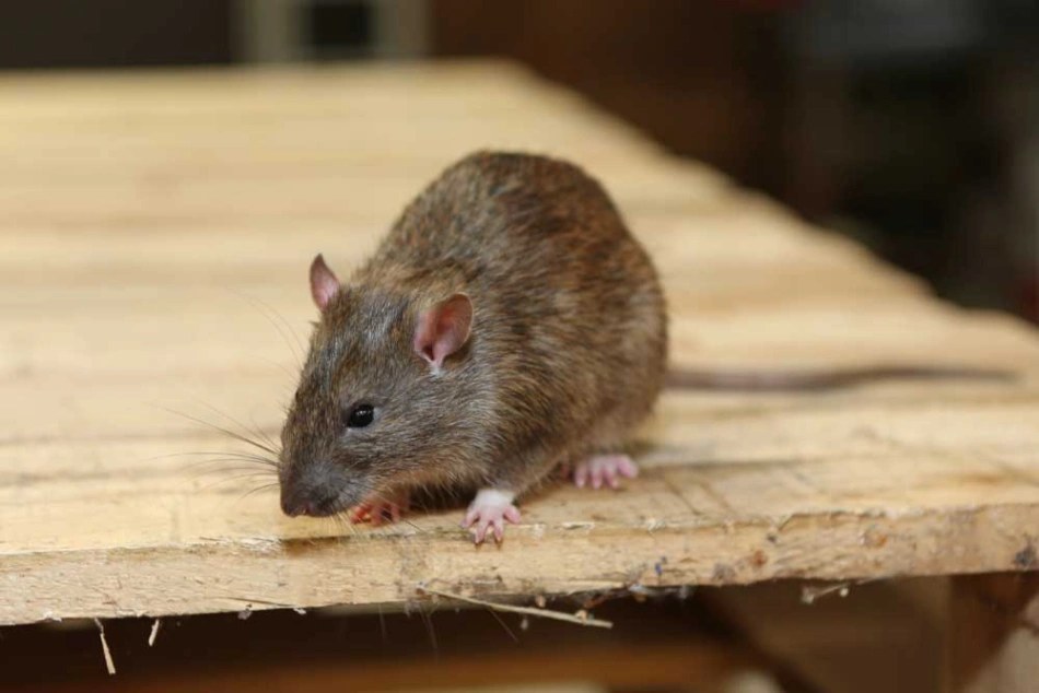 Pest control service in Aventura