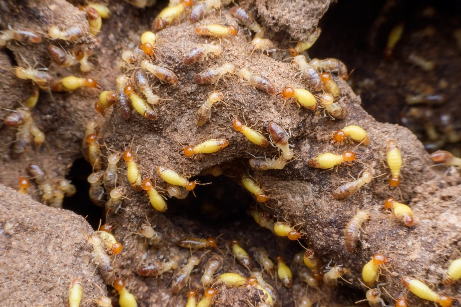 Termite control inspection work
