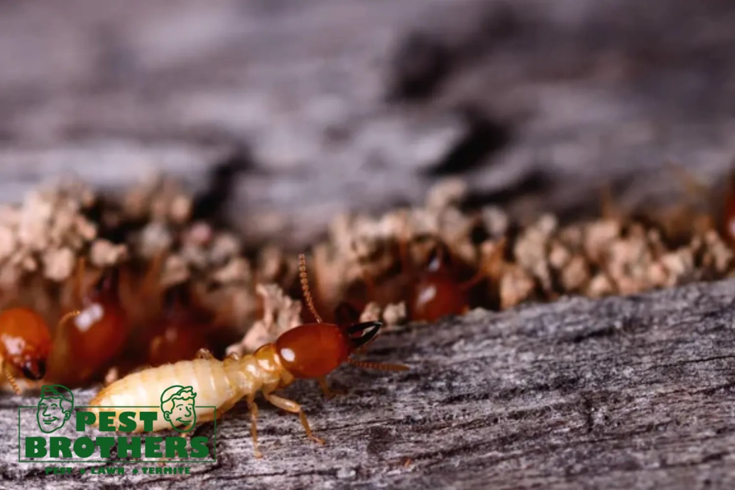 Termites coming out of a wood panel