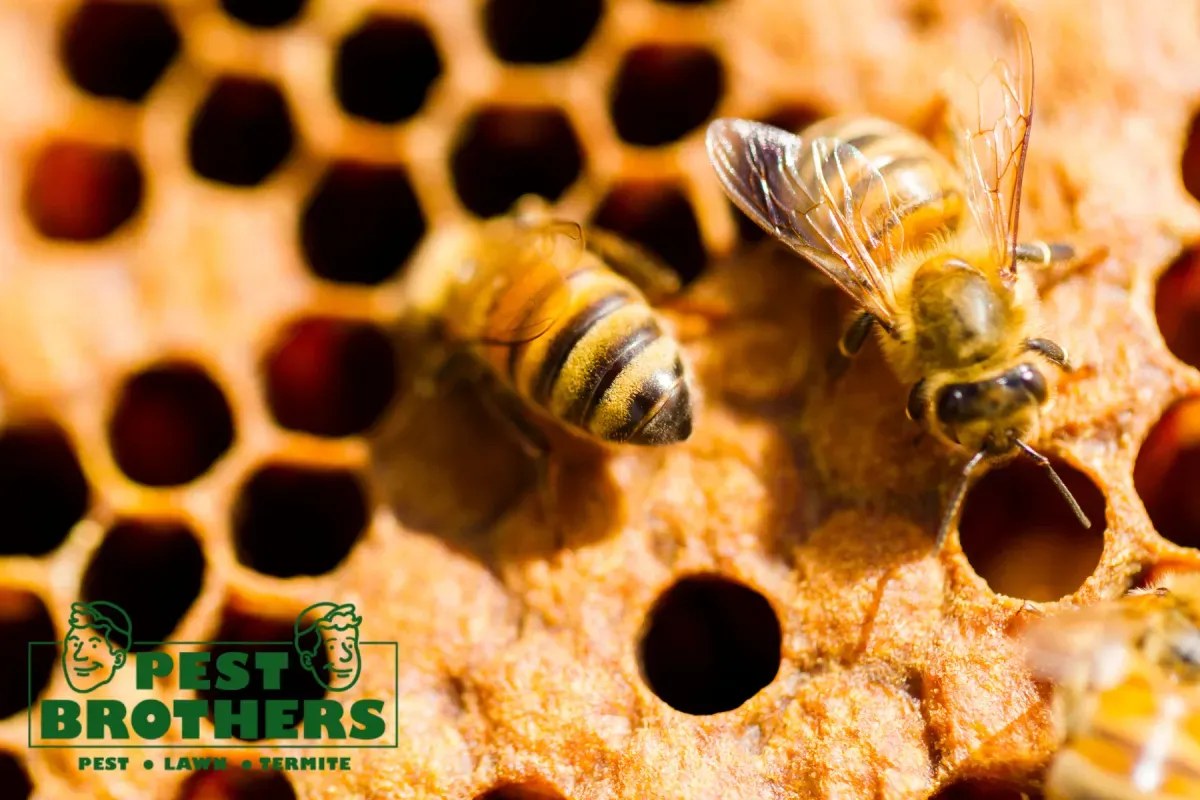 Beekeeping and bee removal work