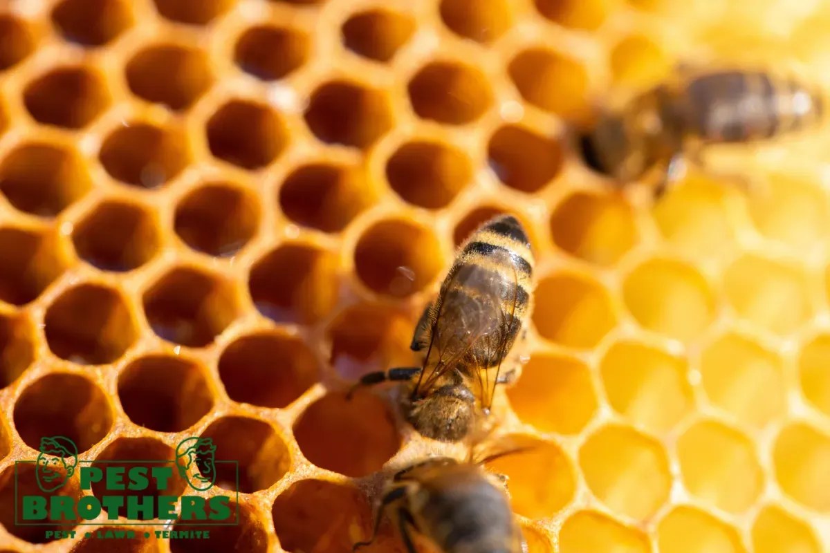 A bee working on honeycomb