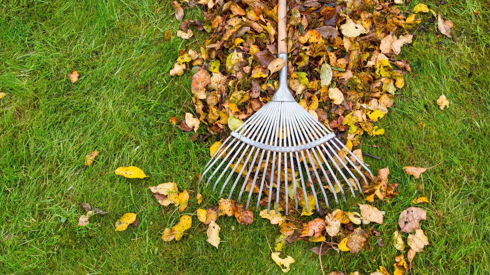 A lawn cared for by Pest Brothers