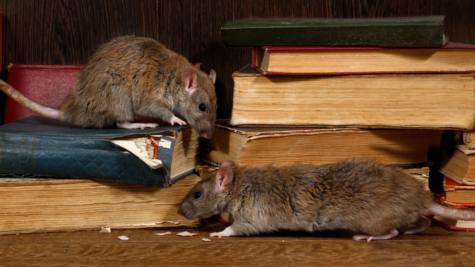 Rat trapping and exclusion work in Miami