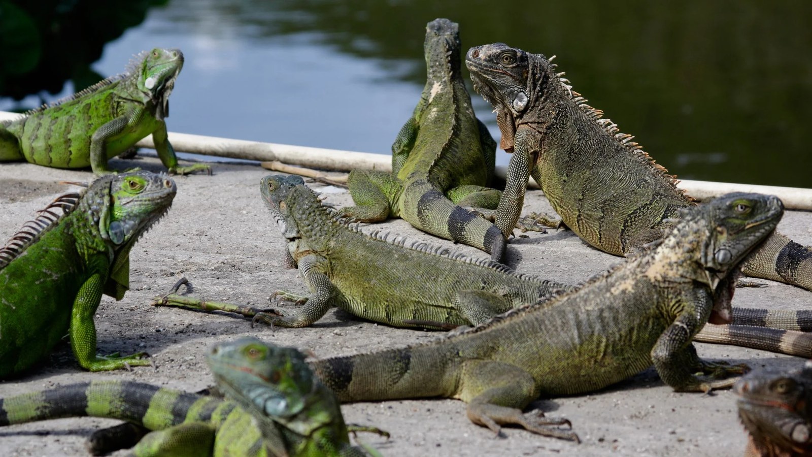 Wildlife control in Miami, FL