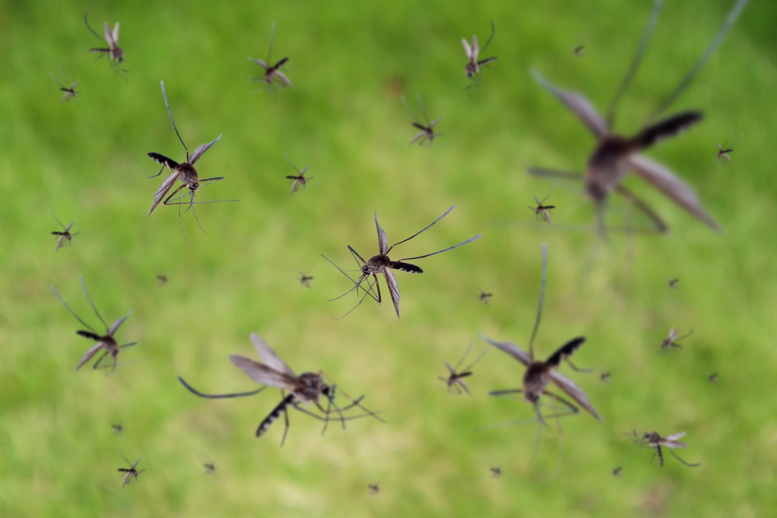Mosquito control treatment in a Miami yard