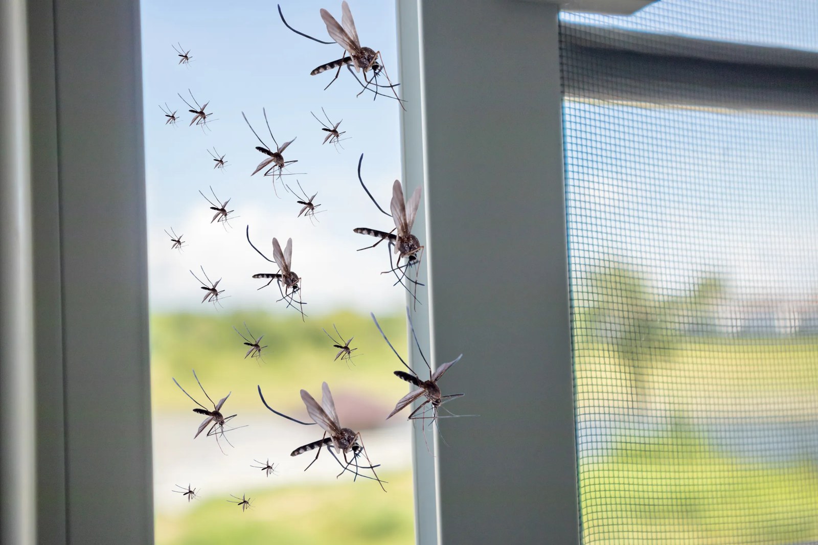 A mosquito close up