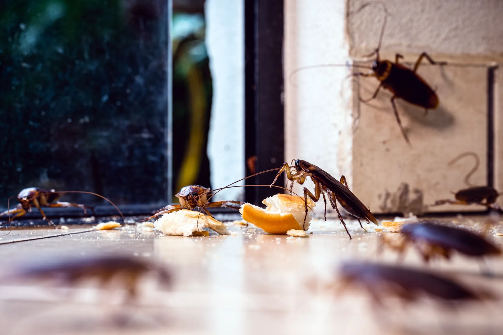 Cockroaches on a kitchen floor - the pests our program targets