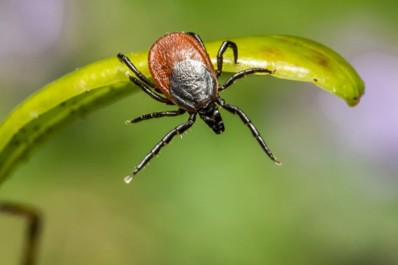 Flea and tick treatment