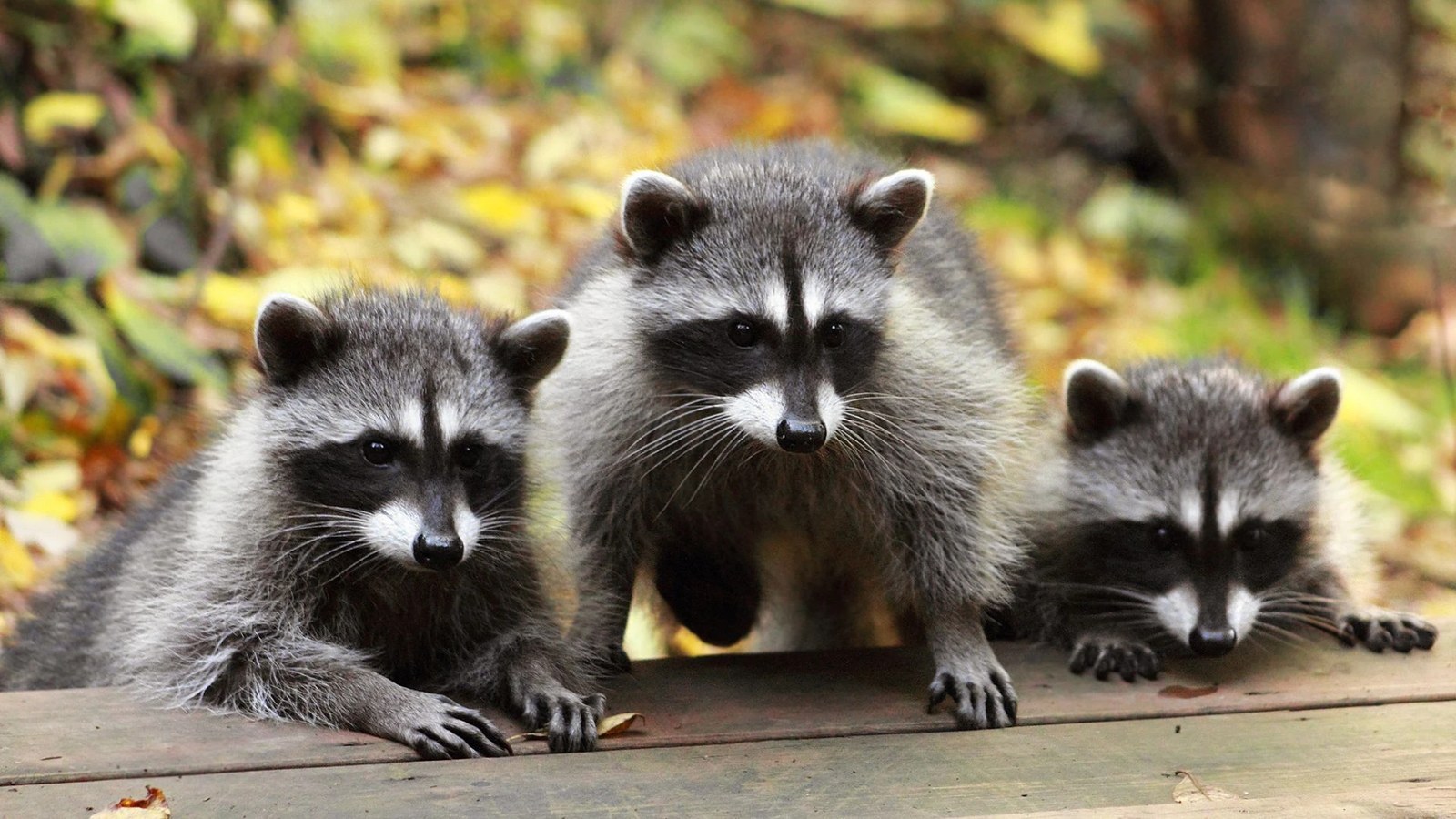 Wildlife control in Miami