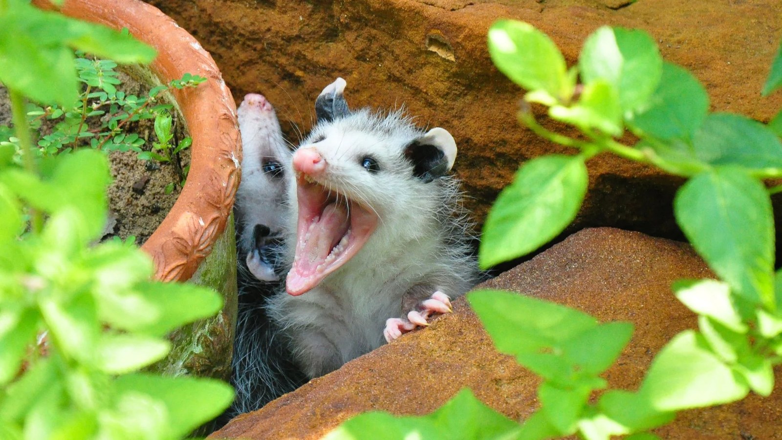 An opossum - wildlife we remove humanely
