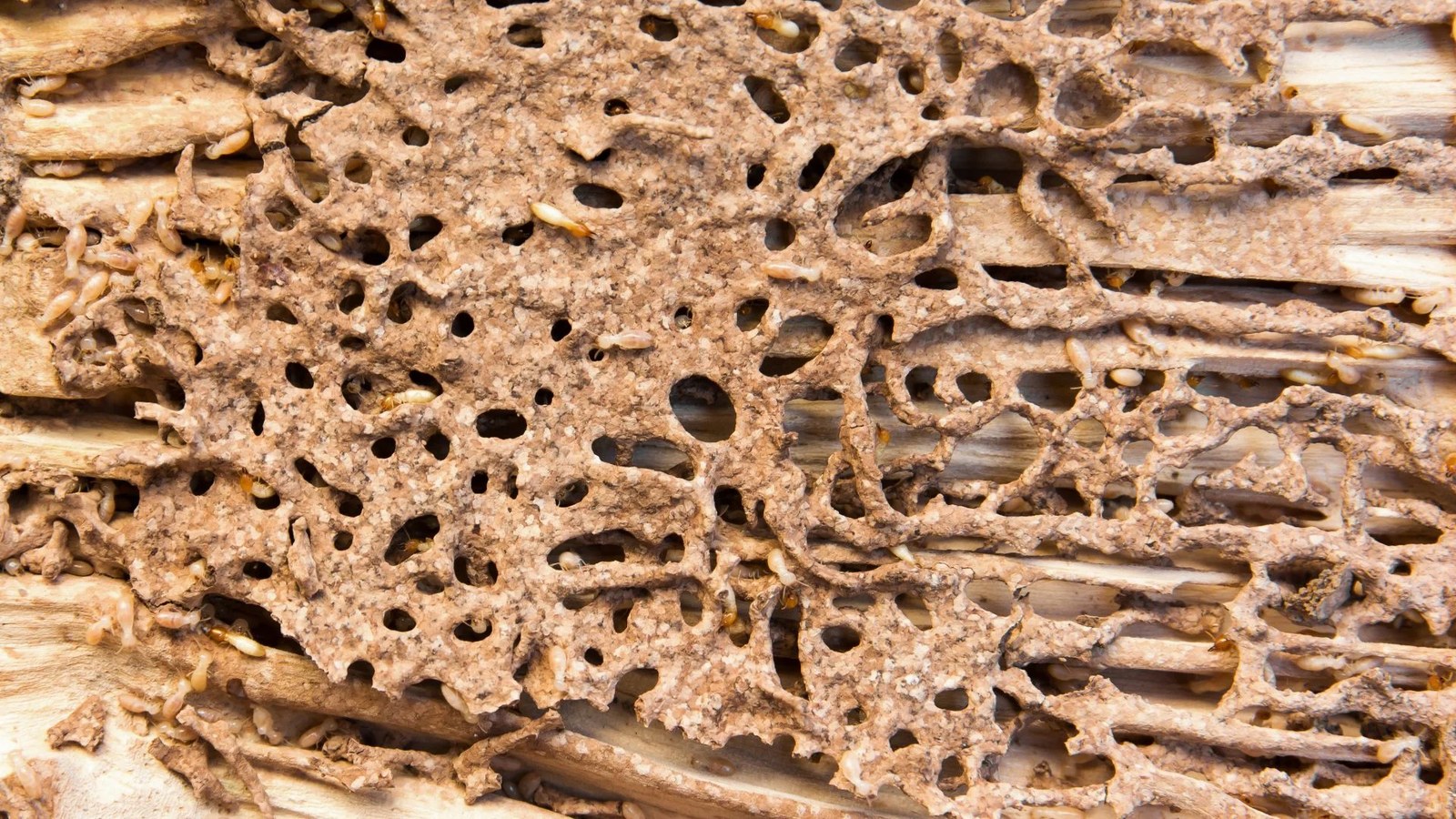 Termites in wood