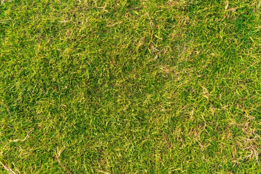 Lawn care treatment in progress